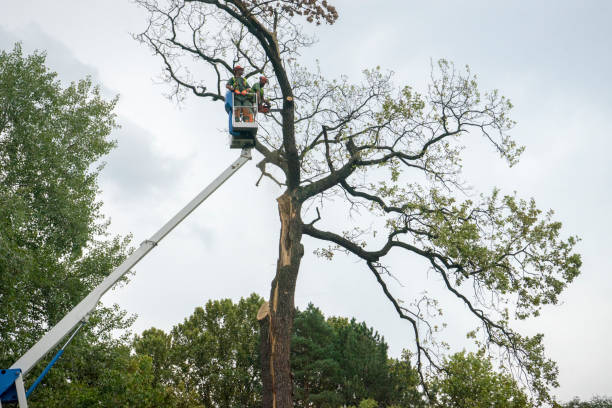 How Our Tree Care Process Works  in  Romoland, CA